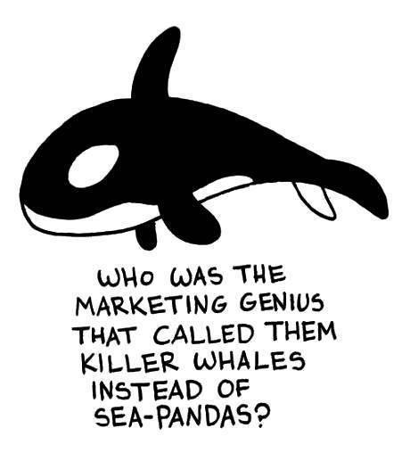 WHO WAS THE MARKETING GENIUS THAT CALLED THEM KILLER WHALES INSTEAD OF SEA-PANDAS?