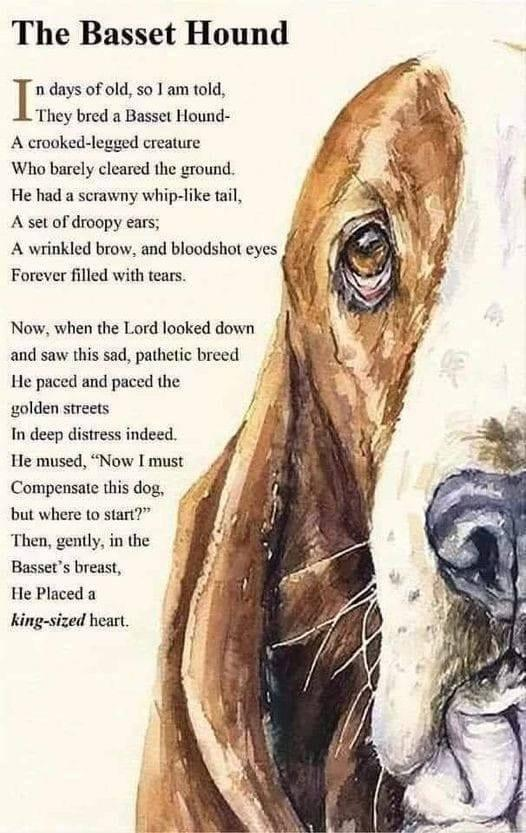 The Basset Hound _n days of old, so 1 am told, They bred a Basset Hound- A crooked-legged creature Who barely cleared the ground. He had a scrawny whip-like tail, A set of droopy ears; A wrinkled brow, and bloodshot eyes Forever filled with tears. Now, when the Lord looked down and saw this sad, pathetic breed He paced and paced the golden streets In deep distress indeed. He mused, "Now I must Compensate this dog. but where to start?" Then, gently, in the Basset's breast, He Placed a king-sized heart.